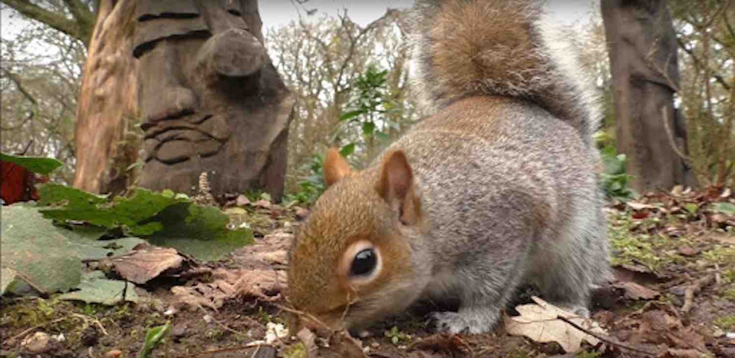 Askern squirrel deterrent