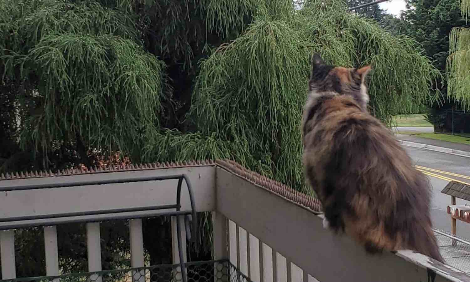 where to buy cat spikes for fence s online