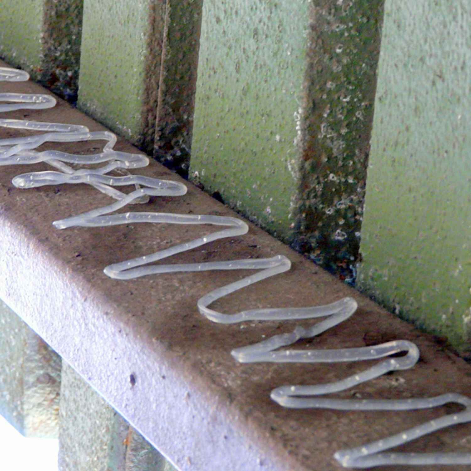 Bird Proof Gel | Bird Repellent Gel | Bird Deterrent Application: image 2